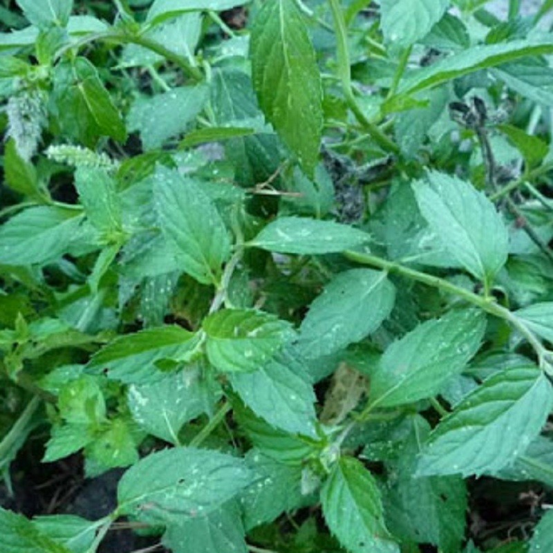 Menthe Glaciale